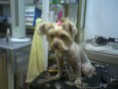 /album/chopy/foto0076-jpg/