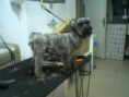 /album/chopy/foto0061-jpg/