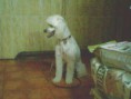 /album/fotogaleria-mis-clientes-/caniche1-jpg/