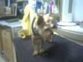 /album/fotogaleria-mis-clientes-/yorg-jpg/